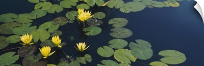 Water lilies in a pond, Denver Botanic Gardens, Denver, Colorado