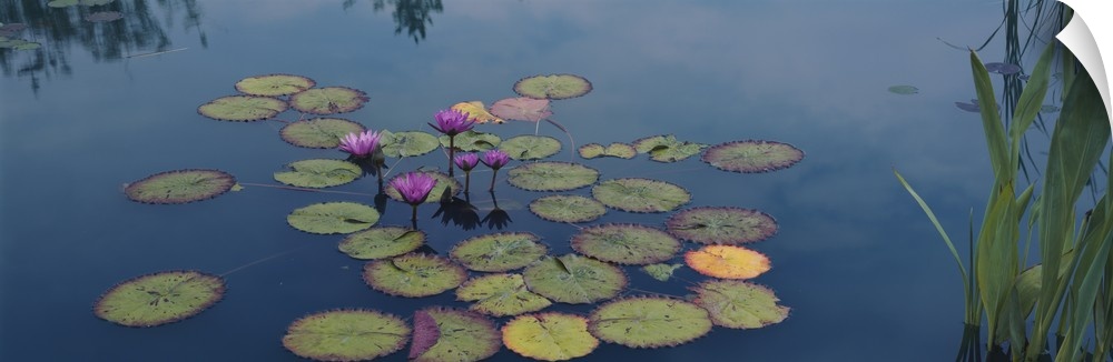 Oversized, landscape photograph of a group of water lilies and lily pads in the still blue water of a pond in the Denver B...