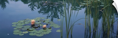 Water lilies in a pond, Denver Botanic Gardens, Denver, Colorado