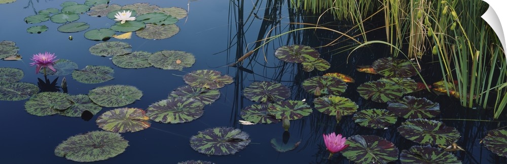 This panoramic piece is a photograph of lily pads and lotus flowers floating on the surface of water.