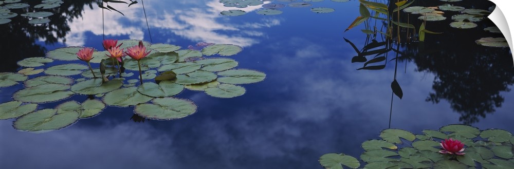 This was art is a panoramic shapes photograph that is a close up of lily pads floating on water reflecting the clouds in t...