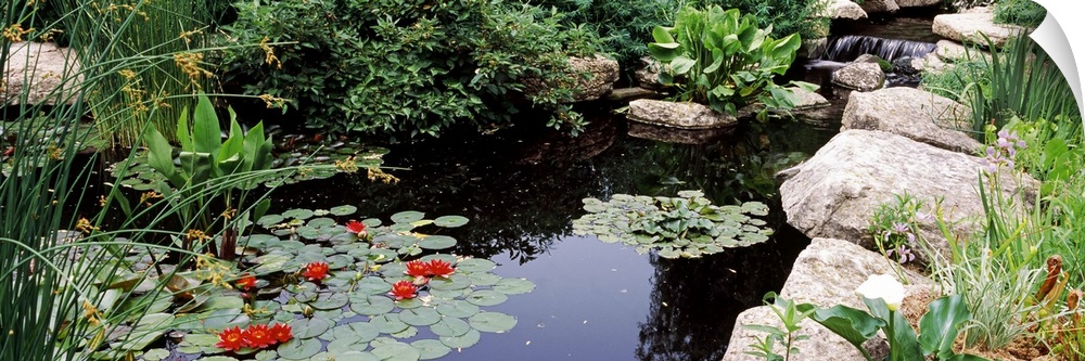 Water lilies in a pond, Sunken Garden, Olbrich Botanical Gardens, Madison, Wisconsin