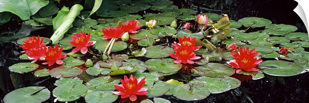 A gathering of lily pads and lotus flowers lay on top of pond water.