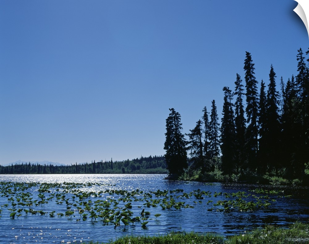 Water lily plants and grasses on mountain lake, summer, Alaska