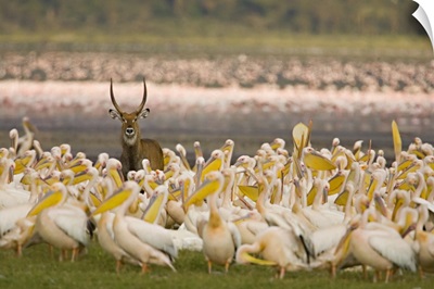 Waterbuck (Kobus Ellipsiprymnus) standing among a group of pelicans, Lake Nakuru, Kenya