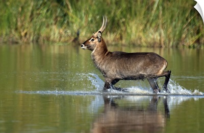 Waterbuck running in water
