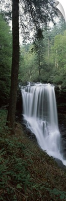 Waterfall in a forest, Dry Falls, Nantahala National Forest, Macon County, North Carolina