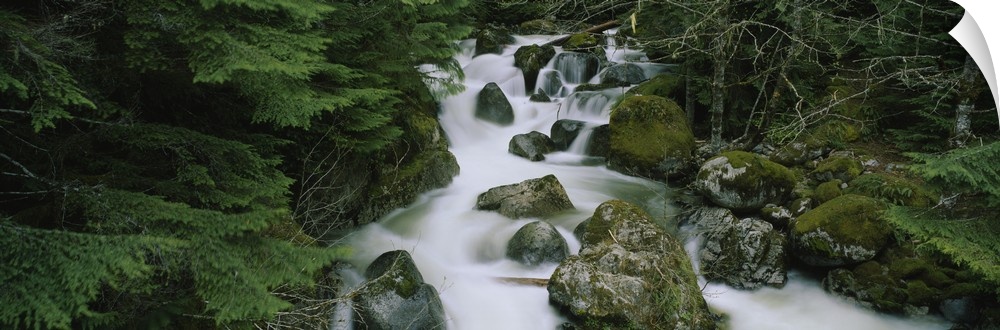 Waterfall in a forest, Kelley Creek, Mt Baker-Snoqualmie National Forest, King County, Washington State