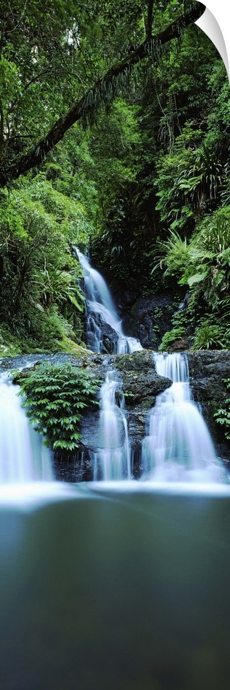 Waterfall in a forest, Lamington National Park, Queensland, Australia