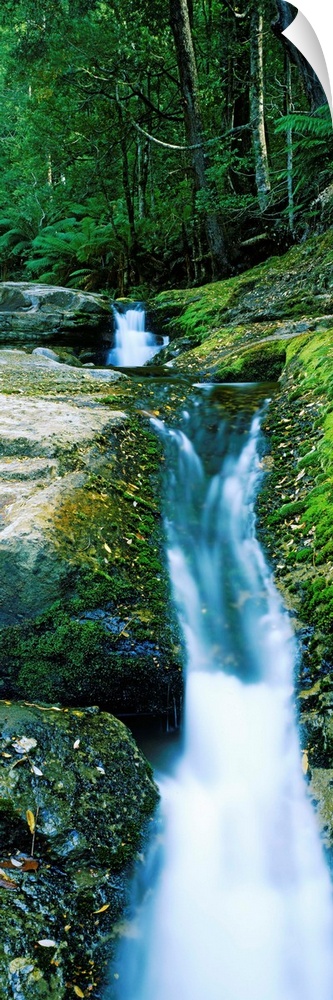 Waterfall in a forest, Liffey Falls, Liffey River, Tasmania, Australia
