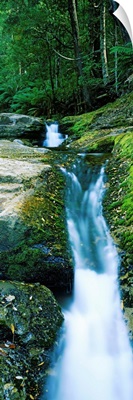 Waterfall in a forest, Liffey Falls, Liffey River, Tasmania, Australia