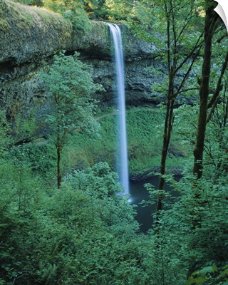 Waterfall in a forest, Silver Falls State Park, Marion County, Oregon