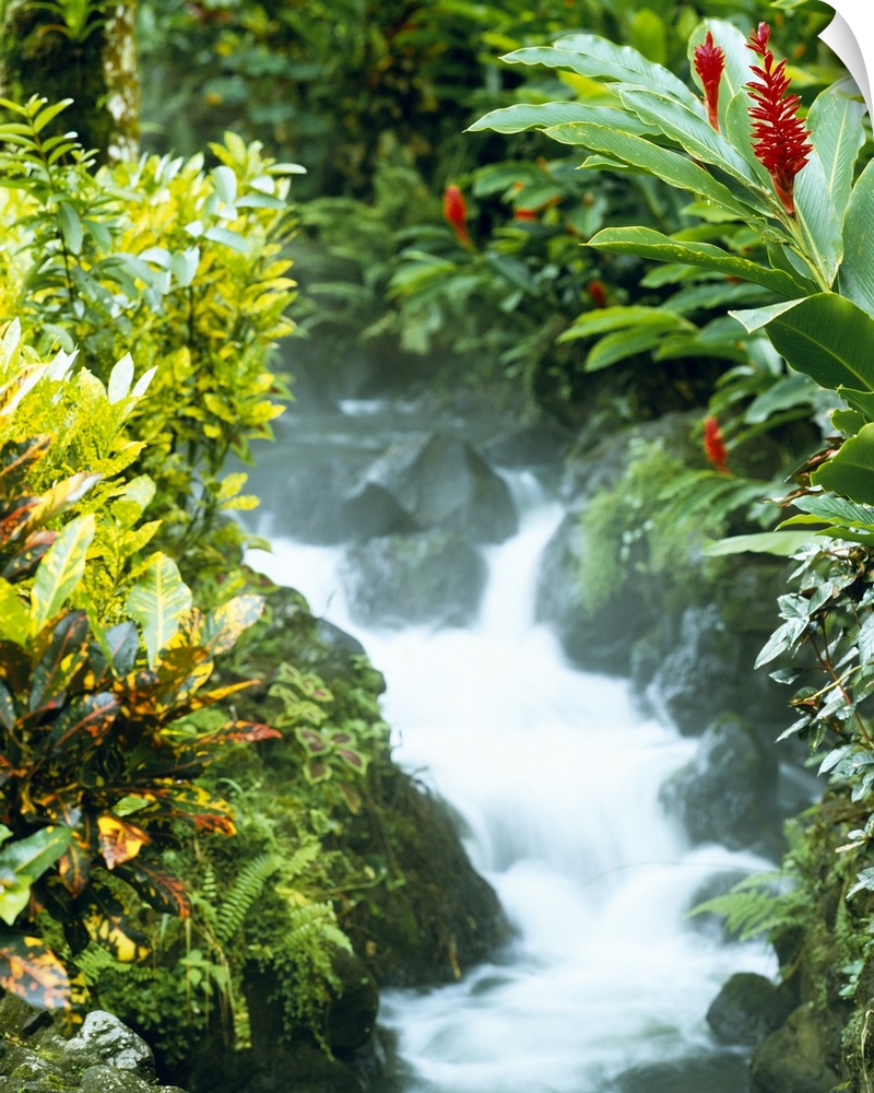 Photograph of water flowing over large rocks lined with lush tropical plant life.