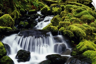 Waterfall over mossy rocks, Olympic National Park, Washington, united states,