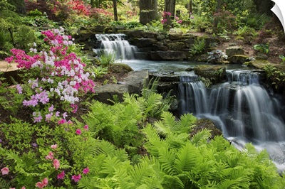 Waterfall with ferns and azaleas at Azalea Path Arboretum And Botanical Gardens