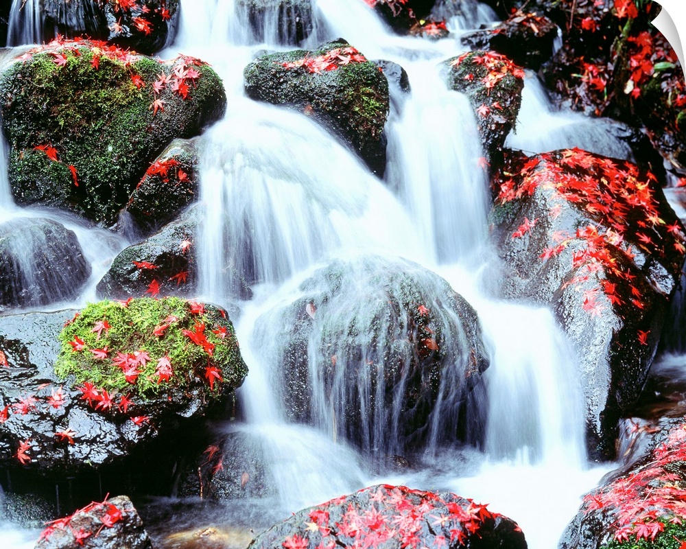 Large photograph includes water cascading furiously over moss and leaf-covered rocks.
