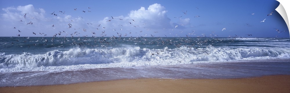 Wide angle photograph of waves crashing into the sandy shore, as a flock of birds sly overhead, in Morbihan, Brittany, Fra...