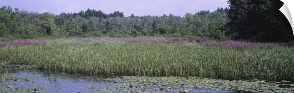 Wetlands w/ Purple Flowers Afternoon Stockbridge MA