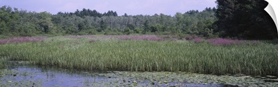 Wetlands w/ Purple Flowers Afternoon Stockbridge MA