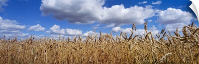 Wheat crop growing in a field, near Edmonton, Alberta, Canada