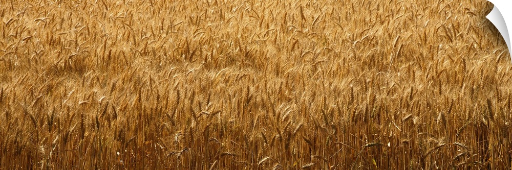 Wheat crop in a field, Whitman County, Washington State,