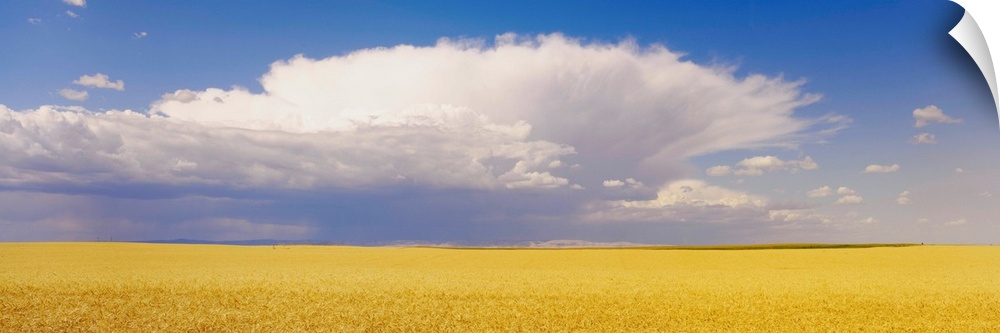 Wheat Field and Clouds WA
