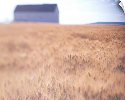 Wheat Field Barn