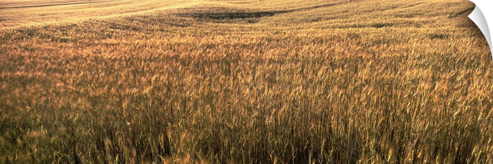 Wheat field, Kansas