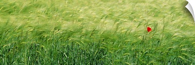 Wheat Field Rothenburg Germany