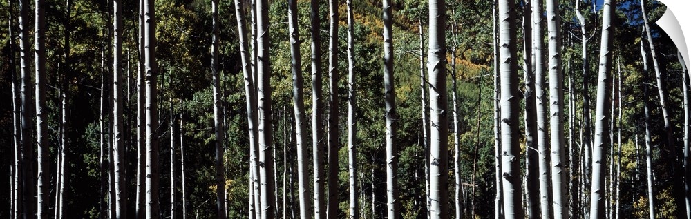 Panoramic photo on canvas of the up close view of tree trunks in a forest.