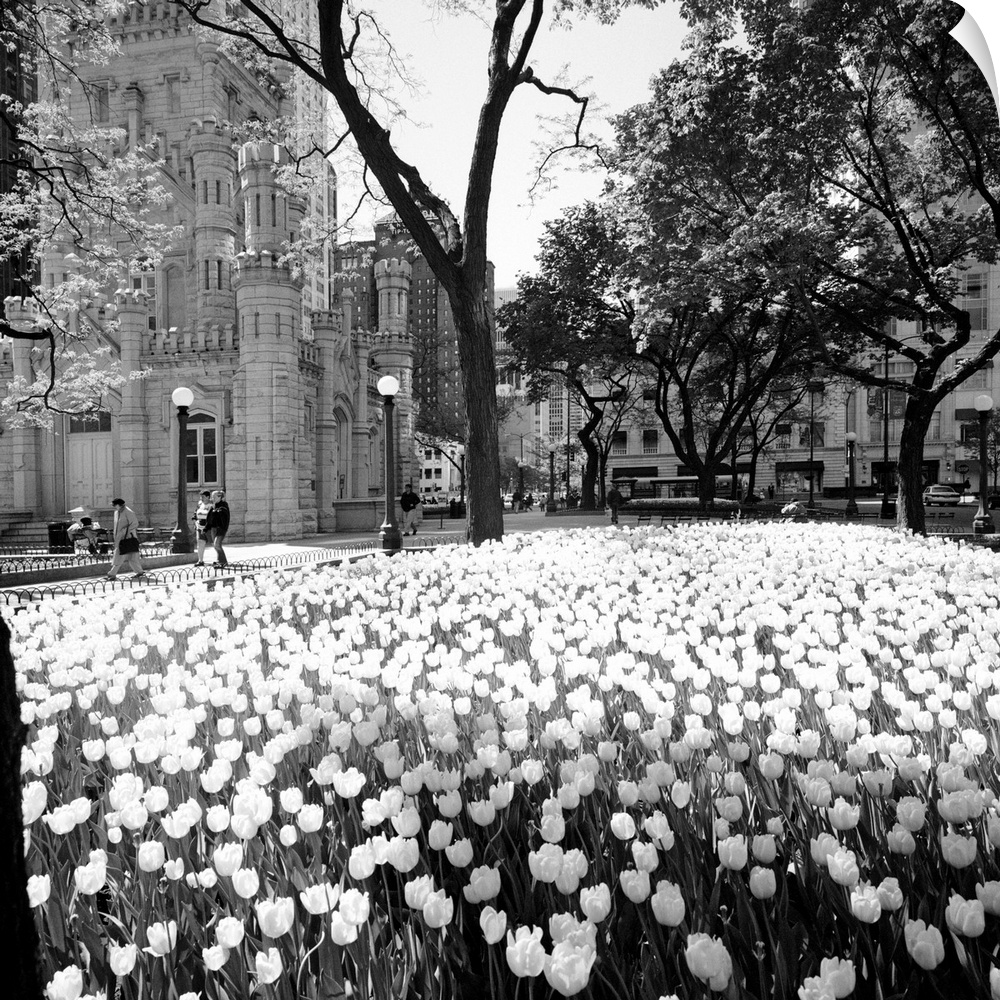 Square photo print of flowers in a garden in Chicago with tall buildings in the background.