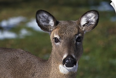 Whitetail deer doe, portrait.