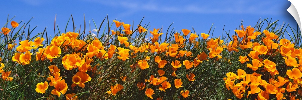 Panoramic photograph of bright blooming wildflowers at the Antelope Valley California Poppy Reserve.