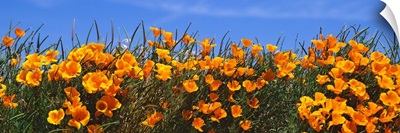 Wild California Poppies Antelope Valley CA