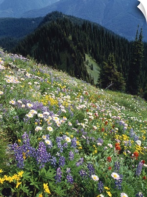 Wild Flowers, British Columbia, Canada