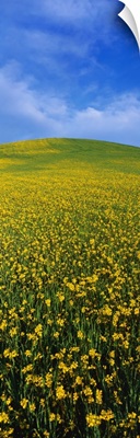 Wild Mustard Seed Ojai CA