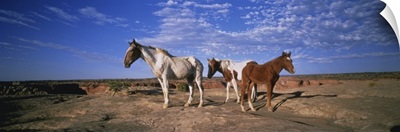 Wild Ponies NM