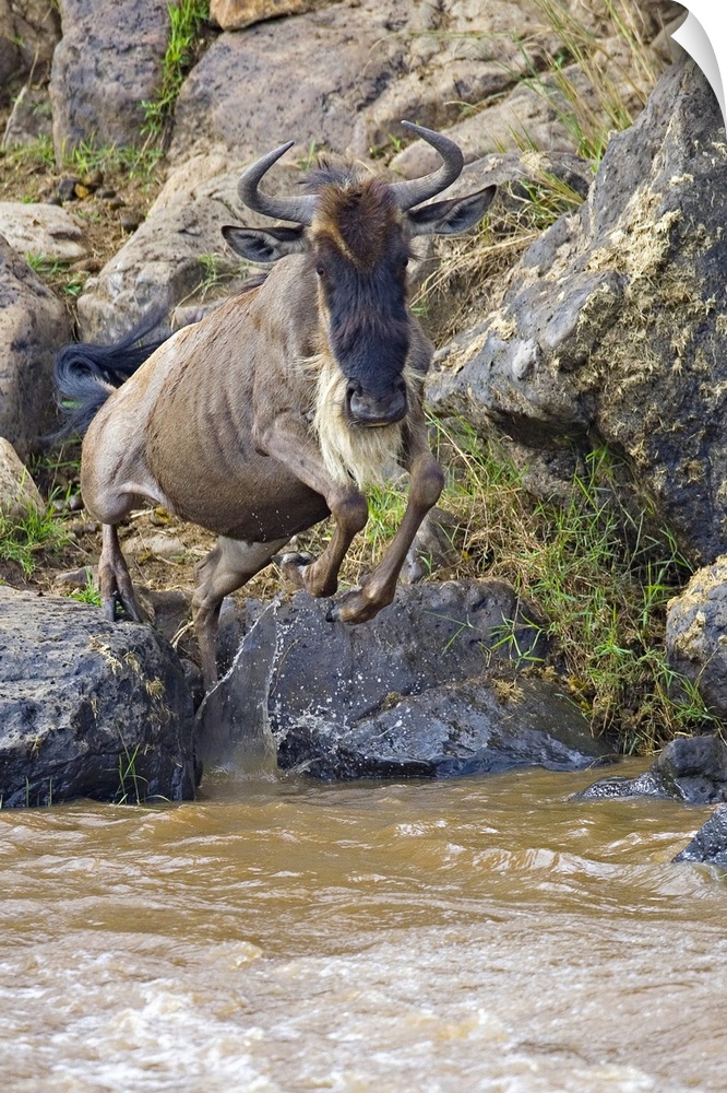 Wildebeest jumping into the river, Mara River, Masai Mara National Reserve, Kenya