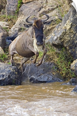 Wildebeest jumping into the river, Mara River, Masai Mara National Reserve, Kenya