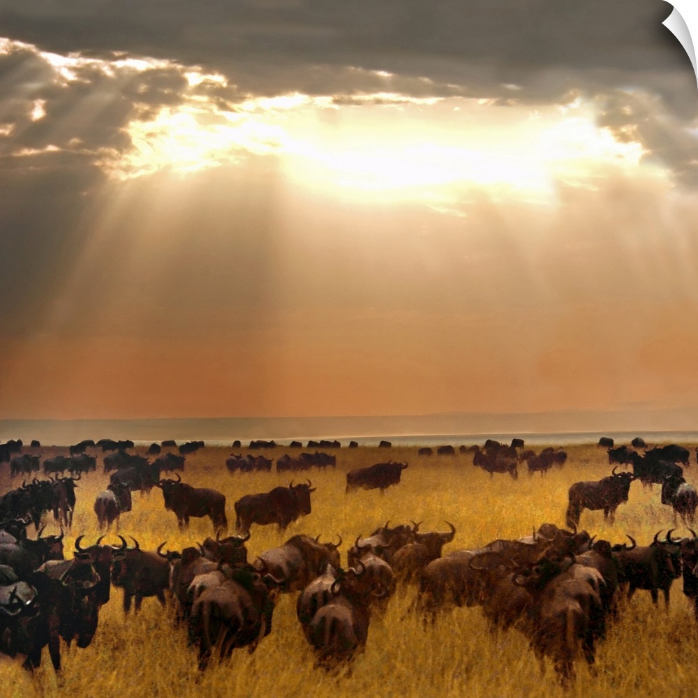 Square, big photograph of the sun beaming down through a break in the clouds, onto a grassy files where a large herd of wi...
