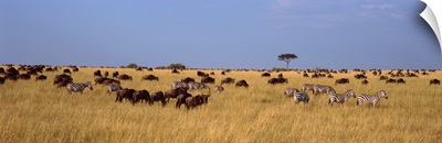 Wildebeests and zebra migration Masai Mara National Reserve Kenya