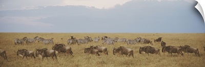 Wildebeests and Zebras Maasai Mara Kenya Africa