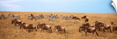 Wildebeests and Zebras Maasai Mara Kenya Africa