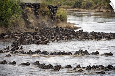 Wildebeests crossing Mara River, Serengeti National Park, Tanzania