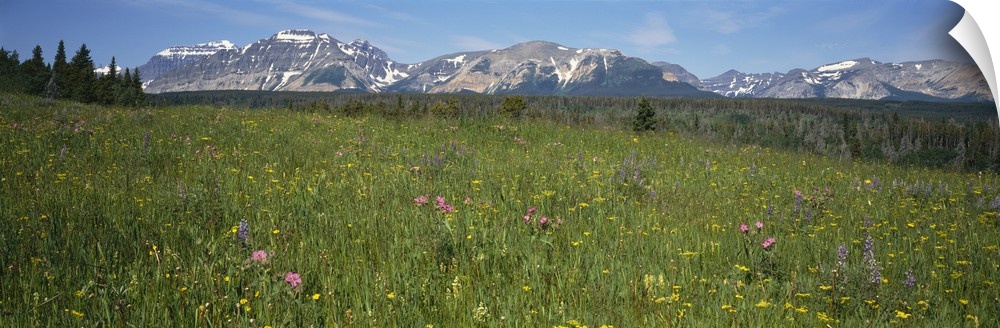 Wildflower Meadow Rocky Mountains MT