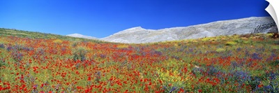 Wildflowers Andalucia Spain