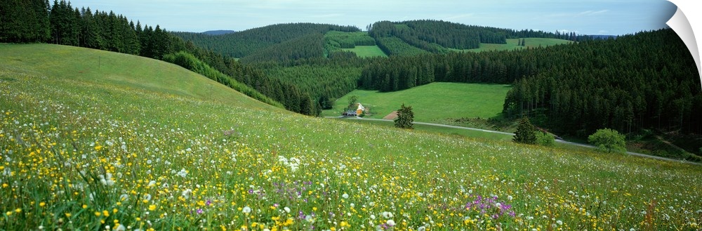 Wildflowers Black Forest Germany