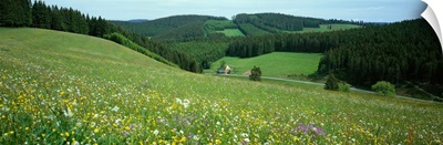 Wildflowers Black Forest Germany