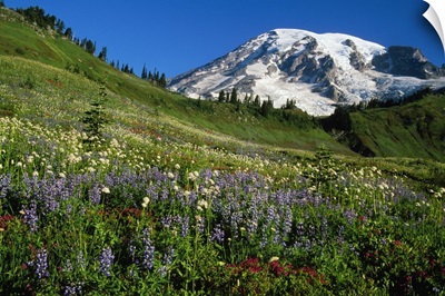 Wildflowers blooming in front of snowy Mount Rainier, Washington