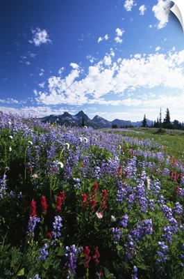 Wildflowers blooming in meadow, distant Tattoosh Mountain range, Mount Rainier National Park, Washington, united states,